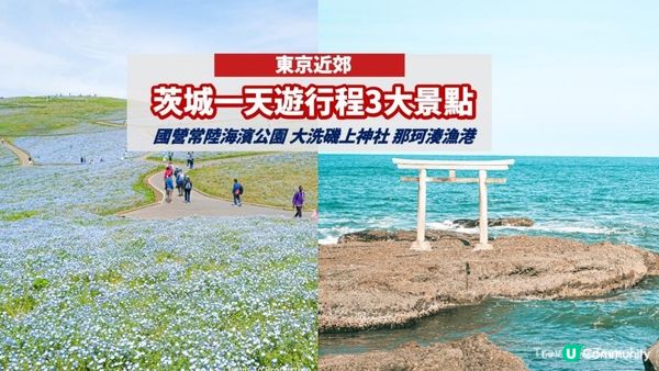 【東京近郊】茨城一天遊行程｜國營常陸海濱公園粉碟花花海、大洗磯上神社、那珂湊漁港魚市場