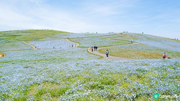 【東京近郊】茨城一天遊行程｜國營常陸海濱公園粉碟花花海、大洗磯上神社、那珂湊漁港魚市場