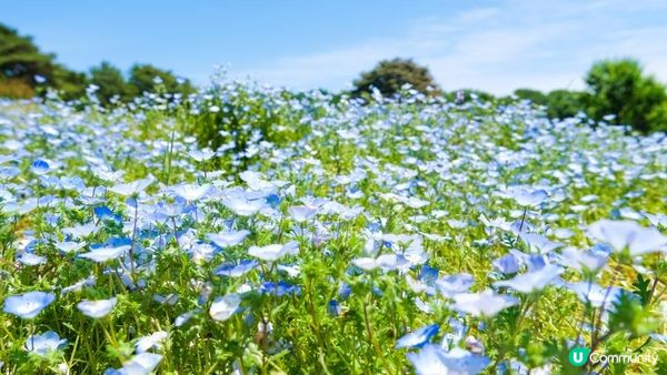 【東京近郊】茨城一天遊行程｜國營常陸海濱公園粉碟花花海、大洗磯上神社、那珂湊漁港魚市場