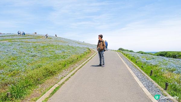 【東京近郊】茨城一天遊行程｜國營常陸海濱公園粉碟花花海、大洗磯上神社、那珂湊漁港魚市場