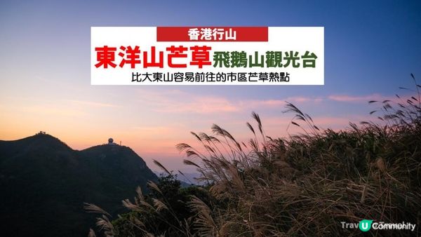 東洋山芒草 飛鵝山觀光台行山｜比大東山容易前往的市區芒草熱點｜香港行山路線｜初級行山路線