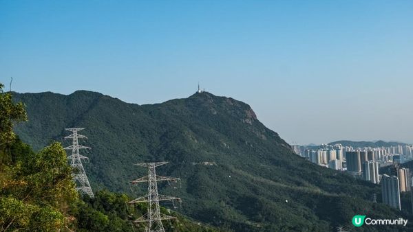 東洋山芒草 飛鵝山觀光台行山｜比大東山容易前往的市區芒草熱點｜香港行山路線｜初級行山路線