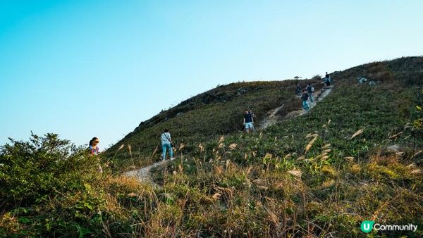 東洋山芒草 飛鵝山觀光台行山｜比大東山容易前往的市區芒草熱點｜香港行山路線｜初級行山路線