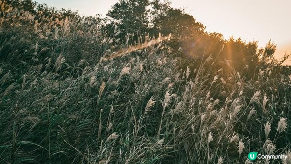 東洋山芒草 飛鵝山觀光台行山｜比大東山容易前往的市區芒草熱點｜香港行山路線｜初級行山路線