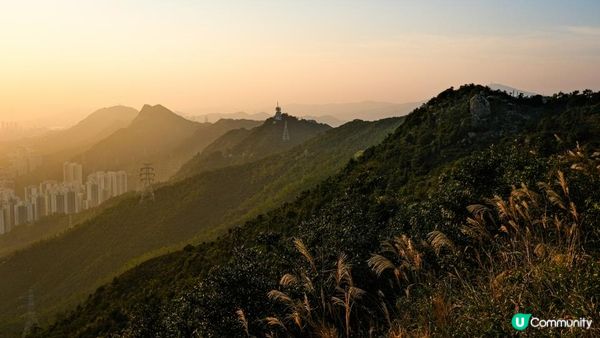 東洋山芒草 飛鵝山觀光台行山｜比大東山容易前往的市區芒草熱點｜香港行山路線｜初級行山路線