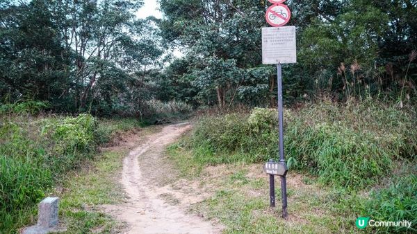 東洋山芒草 飛鵝山觀光台行山｜比大東山容易前往的市區芒草熱點｜香港行山路線｜初級行山路線
