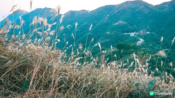 東洋山芒草 飛鵝山觀光台行山｜比大東山容易前往的市區芒草熱點｜香港行山路線｜初級行山路線