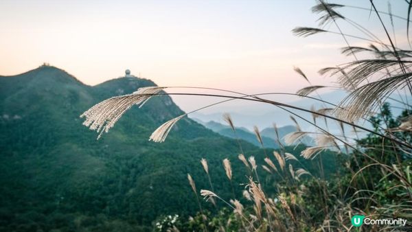 東洋山芒草 飛鵝山觀光台行山｜比大東山容易前往的市區芒草熱點｜香港行山路線｜初級行山路線