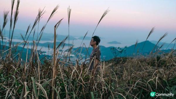東洋山芒草 飛鵝山觀光台行山｜比大東山容易前往的市區芒草熱點｜香港行山路線｜初級行山路線