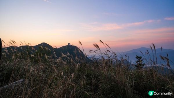 東洋山芒草 飛鵝山觀光台行山｜比大東山容易前往的市區芒草熱點｜香港行山路線｜初級行山路線