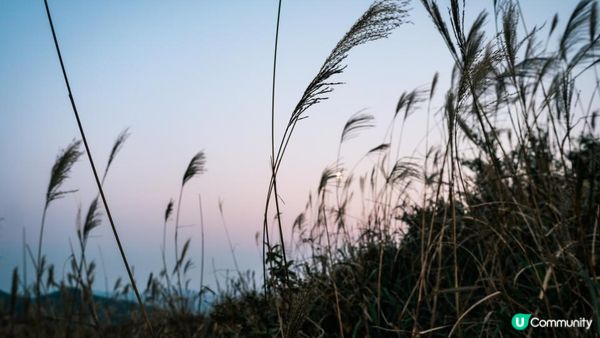 東洋山芒草 飛鵝山觀光台行山｜比大東山容易前往的市區芒草熱點｜香港行山路線｜初級行山路線