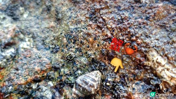 獨木舟🛶⛱️🤿🪸🐟《西貢海下灣海岸公園》