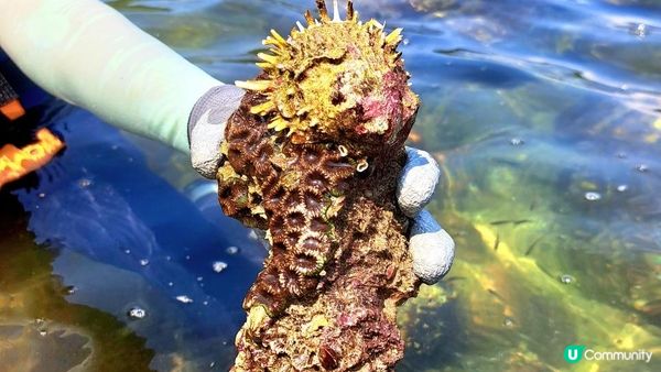 獨木舟🛶⛱️🤿🪸🐟《西貢海下灣海岸公園》