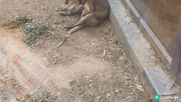 旅遊｜重新開張高雄Shoushan Zoo壽山動物園一日遊 ，新建天空橋看水豚