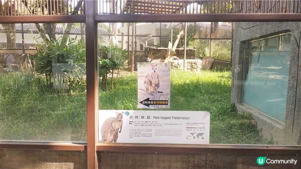 旅遊｜重新開張高雄Shoushan Zoo壽山動物園一日遊 ，新建天空橋看水豚