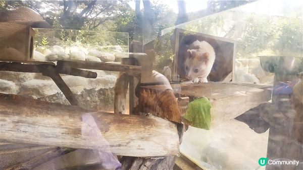 旅遊｜重新開張高雄Shoushan Zoo壽山動物園一日遊 ，新建天空橋看水豚