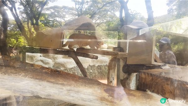 旅遊｜重新開張高雄Shoushan Zoo壽山動物園一日遊 ，新建天空橋看水豚