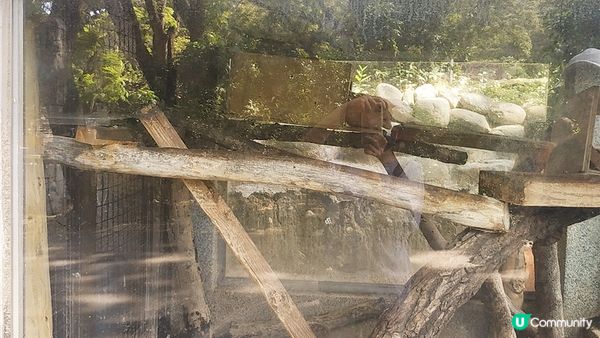 旅遊｜重新開張高雄Shoushan Zoo壽山動物園一日遊 ，新建天空橋看水豚