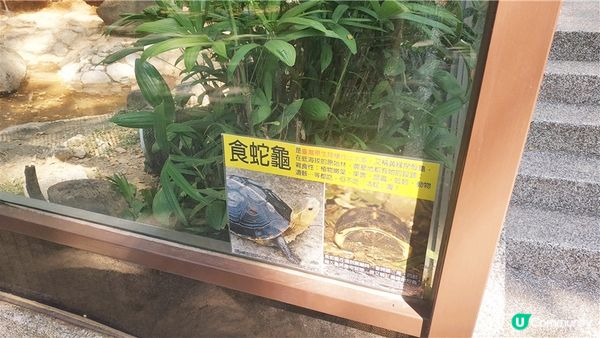 旅遊｜重新開張高雄Shoushan Zoo壽山動物園一日遊 ，新建天空橋看水豚