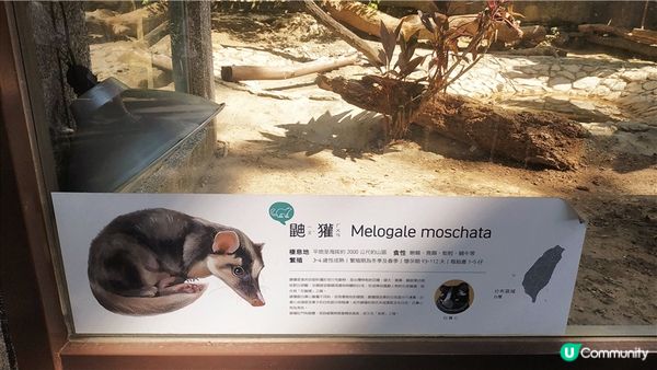 旅遊｜重新開張高雄Shoushan Zoo壽山動物園一日遊 ，新建天空橋看水豚