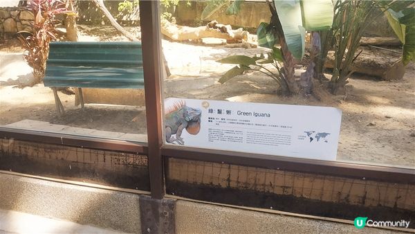 旅遊｜重新開張高雄Shoushan Zoo壽山動物園一日遊 ，新建天空橋看水豚