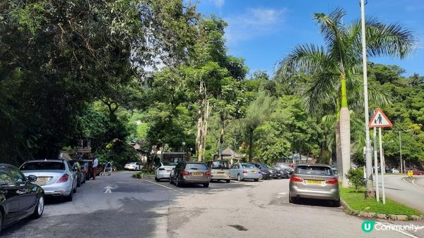 【大埔至九肚山行山篇】樹藤王➕九肚山