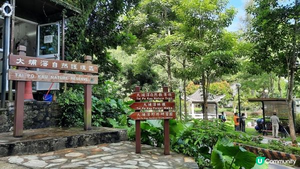 【大埔至九肚山行山篇】樹藤王➕九肚山