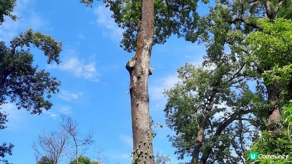 【大埔至九肚山行山篇】樹藤王➕九肚山