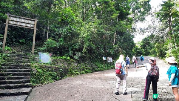 【大埔至九肚山行山篇】樹藤王➕九肚山