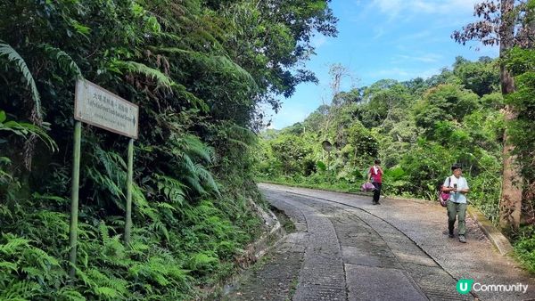 【大埔至九肚山行山篇】樹藤王➕九肚山