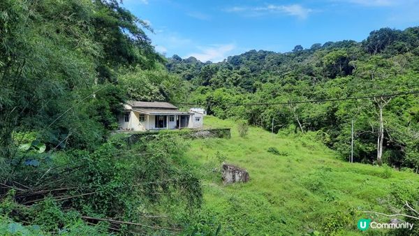 【大埔至九肚山行山篇】樹藤王➕九肚山