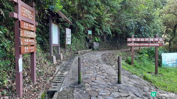 【大埔至九肚山行山篇】樹藤王➕九肚山