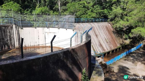 【大埔至九肚山行山篇】樹藤王➕九肚山