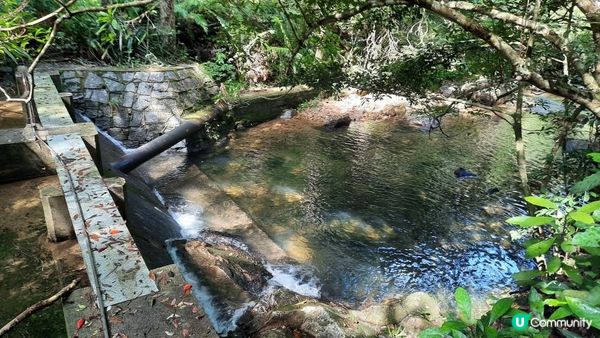 【大埔至九肚山行山篇】樹藤王➕九肚山