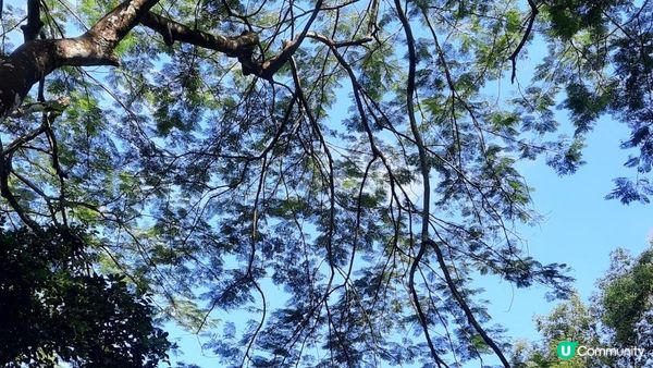 【大埔至九肚山行山篇】樹藤王➕九肚山