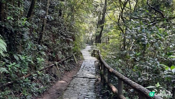 【大埔至九肚山行山篇】樹藤王➕九肚山