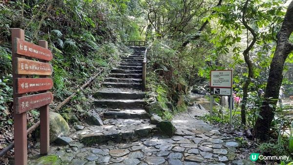 【大埔至九肚山行山篇】樹藤王➕九肚山