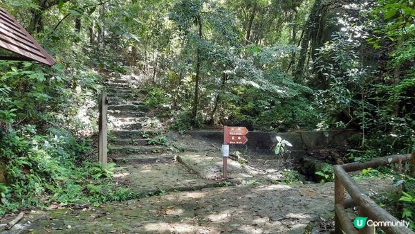 【大埔至九肚山行山篇】樹藤王➕九肚山