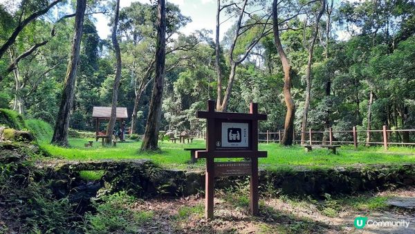 【大埔至九肚山行山篇】樹藤王➕九肚山