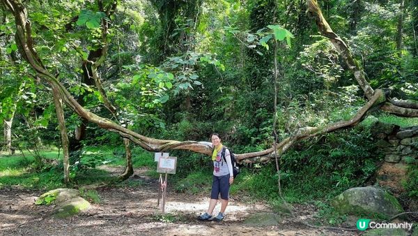 【大埔至九肚山行山篇】樹藤王➕九肚山