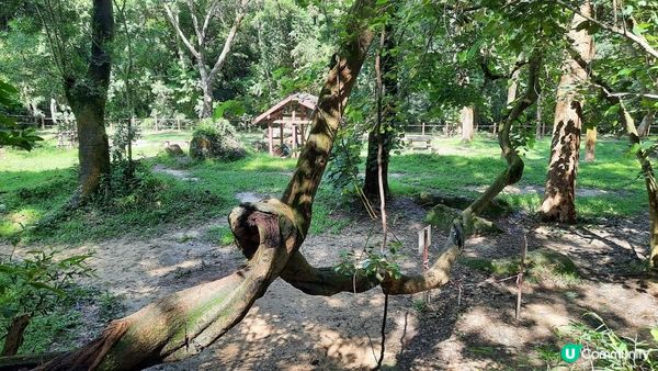 【大埔至九肚山行山篇】樹藤王➕九肚山
