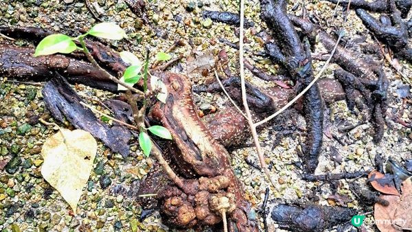 《西貢北潭涌至萬宜路行山篇》灰窰、上窰民俗文物館、起子灣、曝