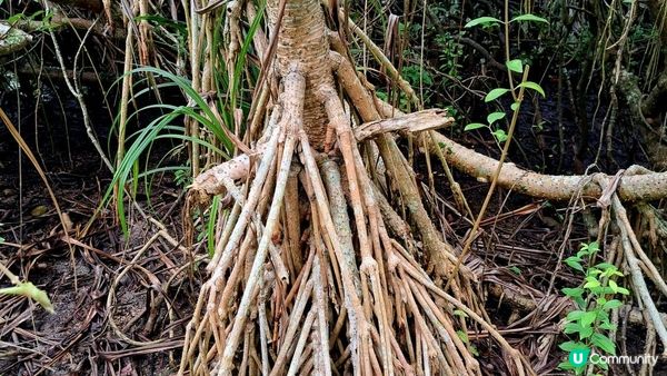 《西貢北潭涌至萬宜路行山篇》灰窰、上窰民俗文物館、起子灣、曝