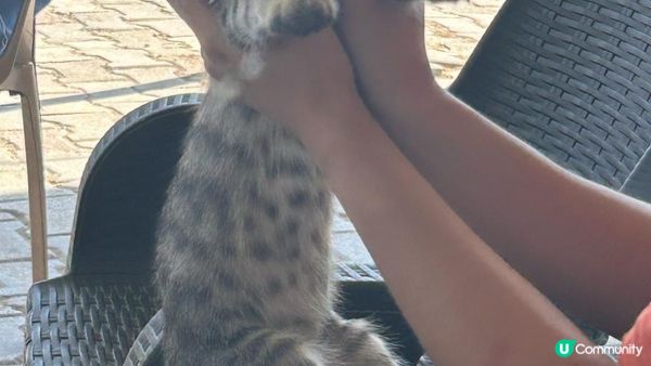 【土耳其地震】2星期義工服侍小分享