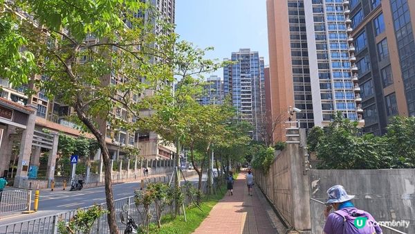 《深圳梧桐山👉秀桐道上：凌雲道落》天池、梧桐山(大梧桐)、