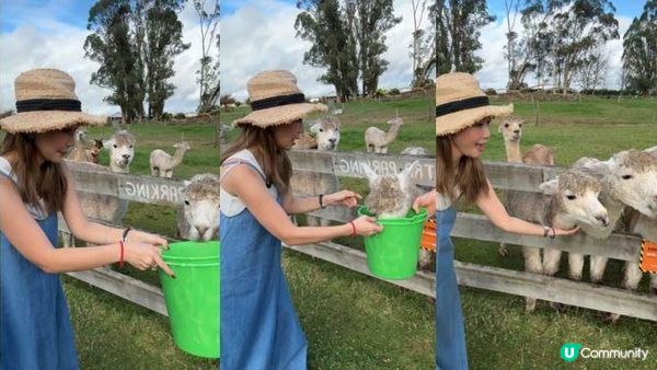 陽光與草原 親訪新西蘭羊駝農場 ft.環保科研雨傘登場