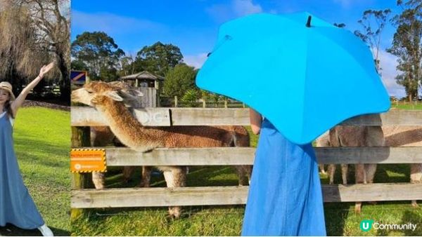 陽光與草原 親訪新西蘭羊駝農場 ft.環保科研雨傘登場