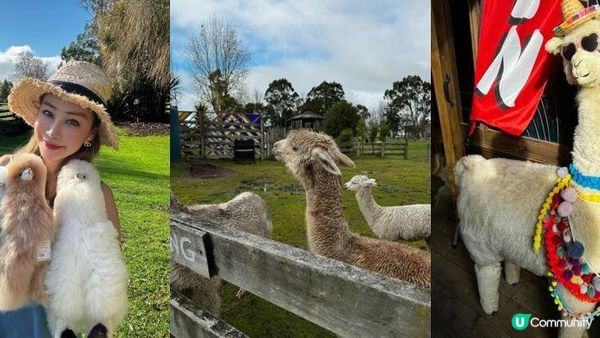 陽光與草原 親訪新西蘭羊駝農場 ft.環保科研雨傘登場