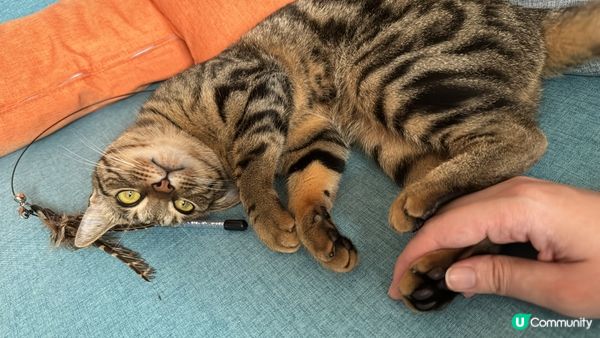 毛孩見到爸媽收工回家就開心，跑來跑去，叫不停來吸引你注意