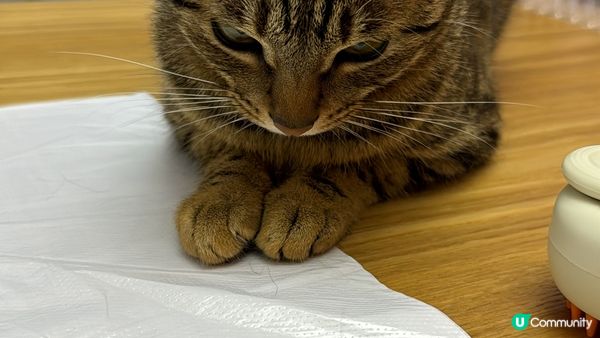 毛孩見到爸媽收工回家就開心，跑來跑去，叫不停來吸引你注意